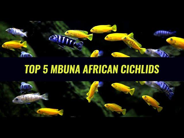 Top 5  Favorite Mbuna African Cichlids