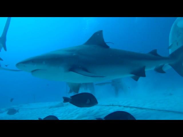 Diving with Bull Sharks - Playa del Carmen