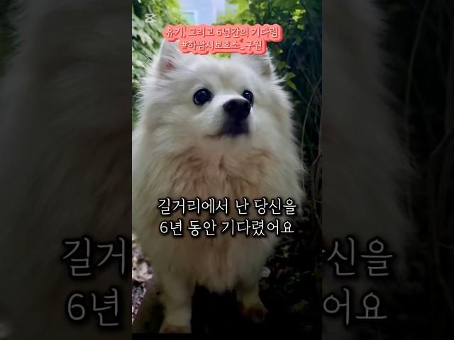 [하남유기견보호소] 유기 이후 흘러가버린 6년의 시간 #사지말고입양하세요 #유기견입양