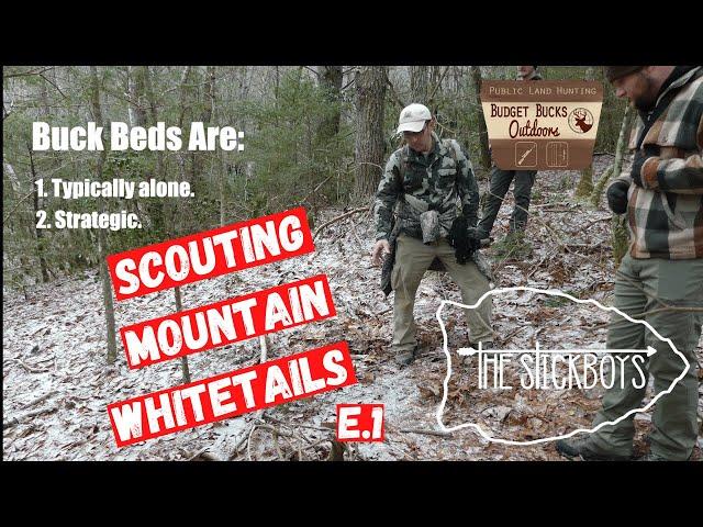 SCOUTING MOUNTAIN BUCKS|Mountain Buck Bedding|The Stickboys