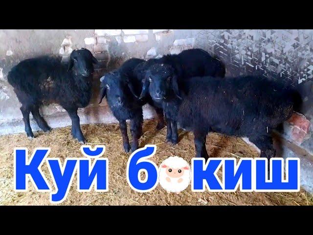Куй ва кузи бокиш сирлари! Кузи хакида малумотлар! | Абдуллох Атабаев