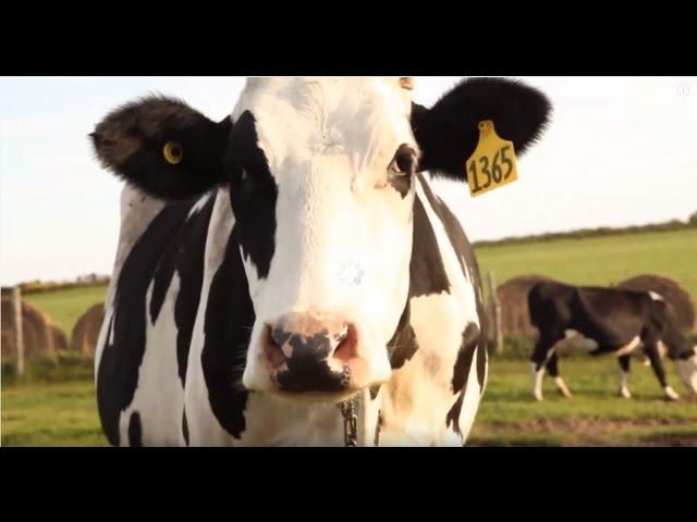 Where Does Milk Come From?