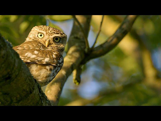 Astonishing Animals Living on the Countryside of Wild Great Britain | Our World