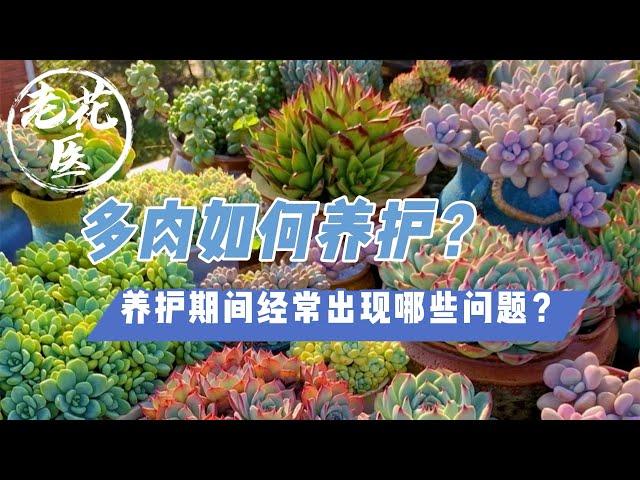 【老花医植物推荐】老花医自带出场BGM？多肉如何养护？Tips for Succulents growing and care.