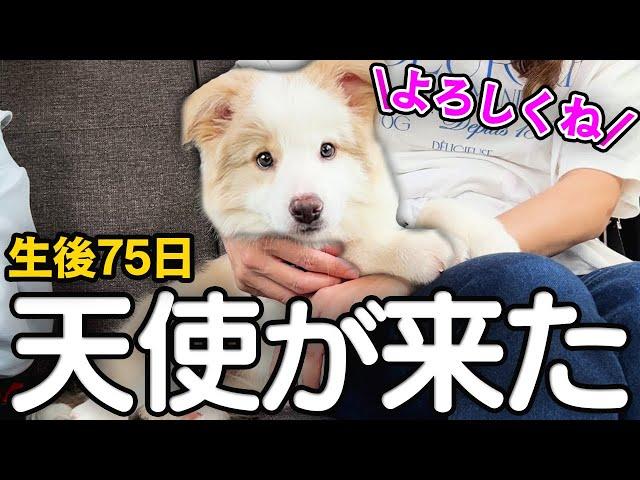 【お迎え初日】生後2か月半のボーダーコリーの子犬をお迎えしました！