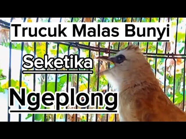 trucukan gacor ini paling ampuh mendongkrak emosi dan untuk pancingan trucukan agar bunyi nyaut