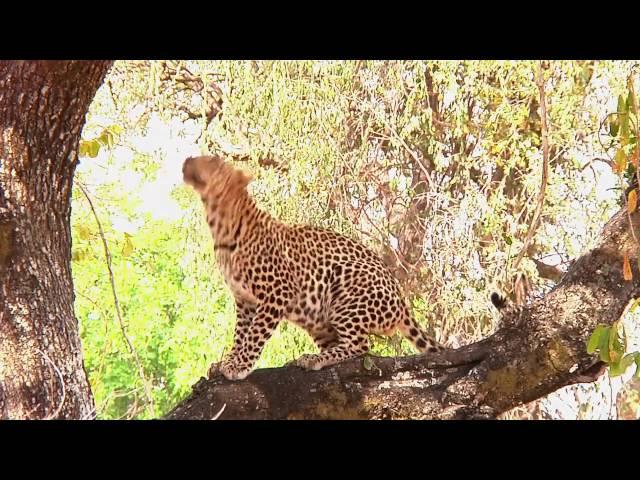 Kafunta River Lodge, South Luangwa, Zambia