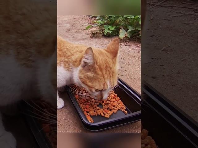 feeding a hungry ginger cat