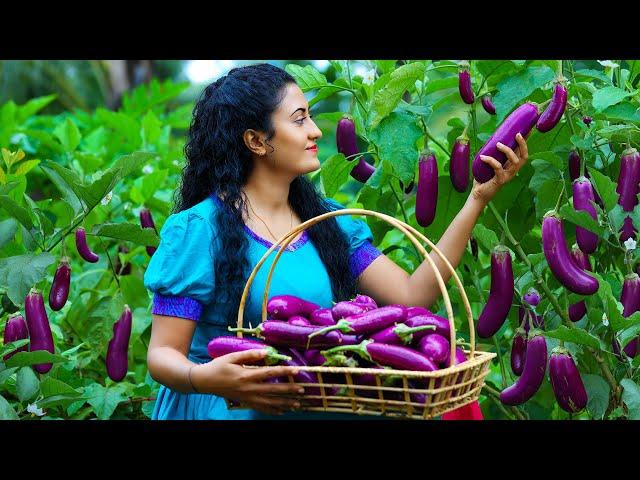 Sri Lankan Snacks with Farm Fresh Brinjals  Brinjal Curry & Fried Brinjals + Dragon Fruit Pudding