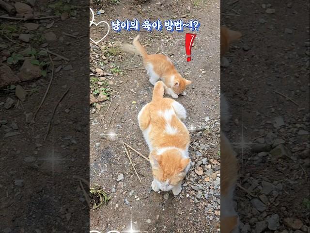 들냥이의 신박한 육아 방법~!? #잠시후 #들냥이 #아깽이