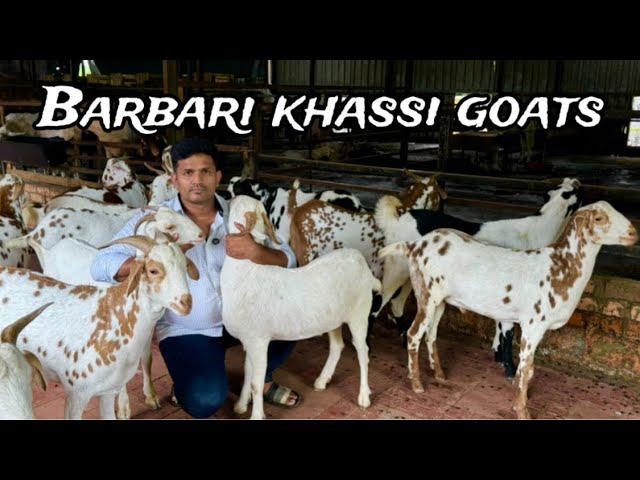 Barbari Bakro Ka Lot at Exotic Goat Farm, Padgha