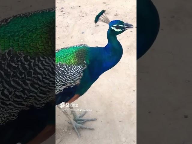 #naturalbeauty #peacocks  #indiannationalbird #millionsubscriber #millionviews #originalcontent