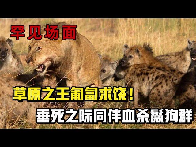 罕見的多種動物生死鬥的場面，如獅子VS鬣狗、水牛，獵犬VS美洲獅等| 動物世界，鬣狗群殴狮子，草原之王匍匐求饶！