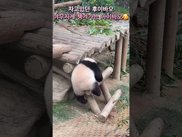 #후이바오 #Huibao #아이바오 #판다 #자이언트판다 #에버랜드 #쌍둥이판다 #giantpanda #babypanda #panda #everland  #大熊猫 #熊猫