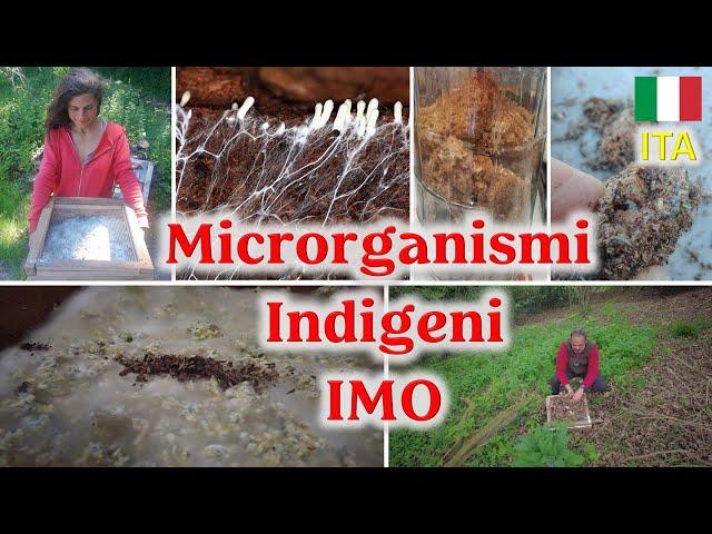 Come prelevare e riprodurre Microrganismi Indigeni (IMO) per l'orto