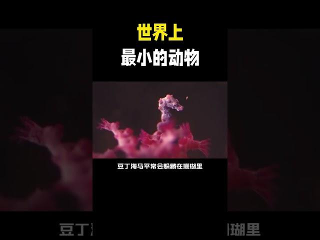 科普：世界上最小的动物有哪些？