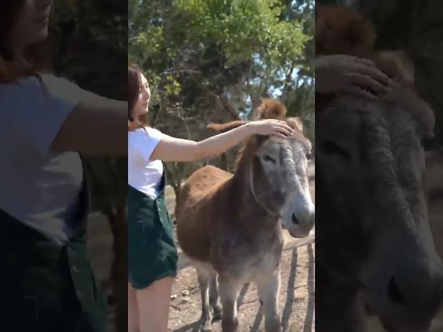 She’s the donkey whisperer 🫏 @xChocoBars #shorts #donkey #collab #alveus #mayahiga