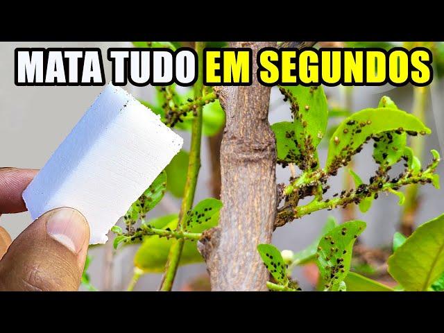 MATA TUDO EM 30 SEGUNDOS (lagartas, formiga, pulgão, cochonilha, mosca branca e todas as pragas)