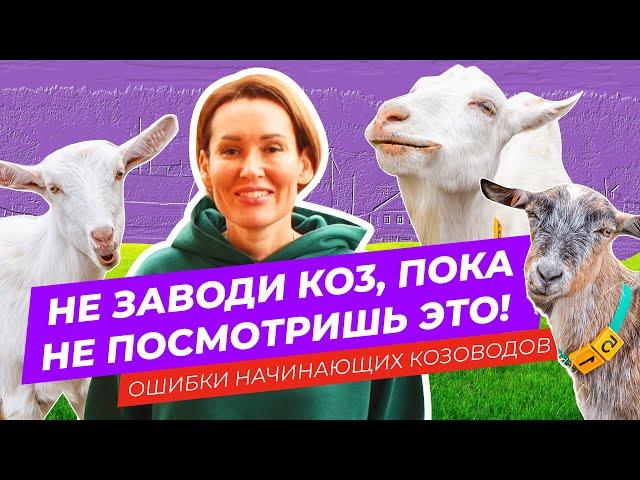 Решили купить хорошую дойную козу, но не знаете где и как выбрать? Тебе сюда! | Ошибки козоводов