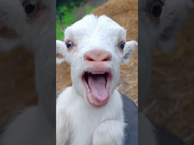 #goat#cute#shorts