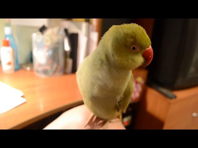 The Indian Ring necked parakeet is babbling