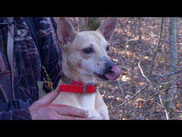 Squirrel Hunting with Steve and Ellie May - The Amazing Mountain Feist