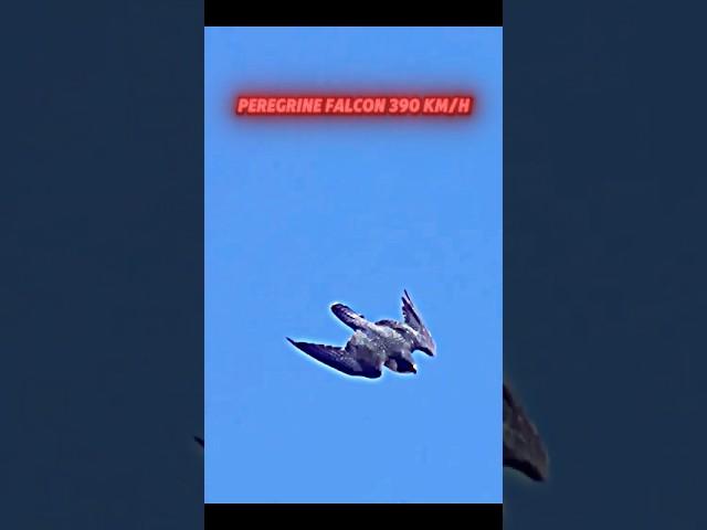 golden eagle vs peregrine falcon #trending  #youtubeshorts #shorts #short #falcon #eagle #birds