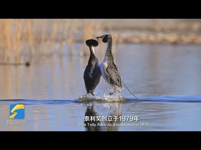 Video丨Shandong Radio and Television Station’s “Life at the Yellow River Delta” Sweeps Telly Awards