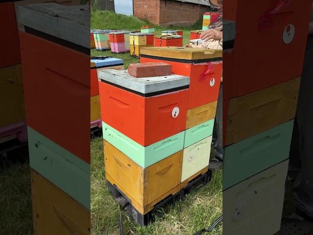 Накидываем магазины на акациевый мёд. #пасекаермаковых #пчеловод #bee #мёд #улей #пасека #деревня
