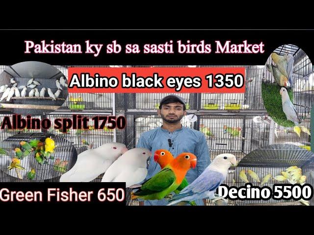 Lahore KY sab SA sasti Birds Market #muddasir #bird #03096188063 @Hole Sale Birds Market,