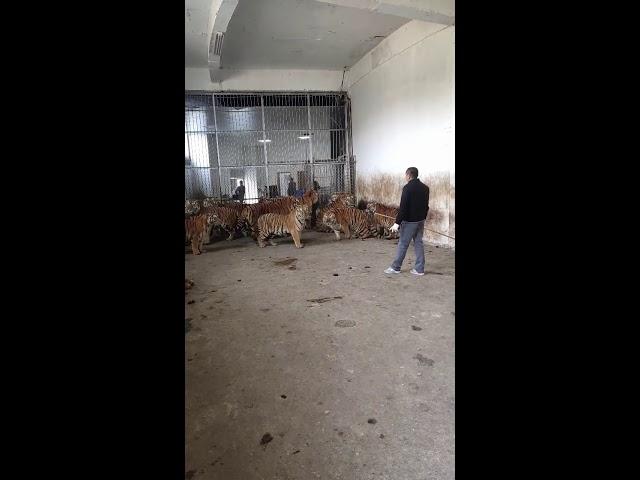 Feeding a group of tigers