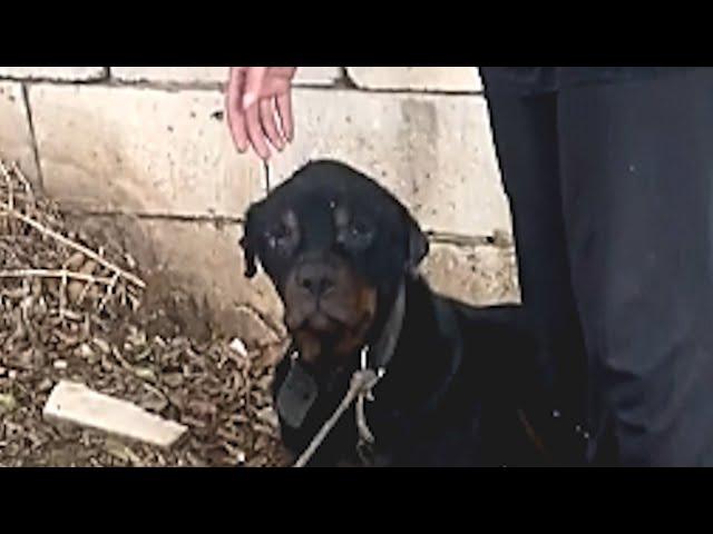 Rescue dog's emotional response to freedom