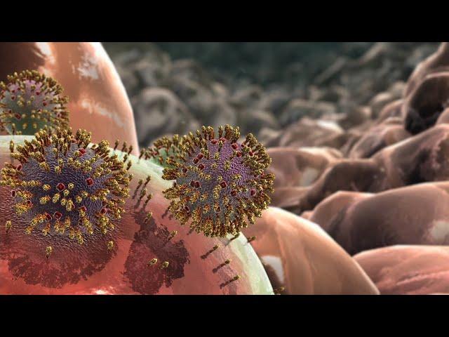 Influenza Animation