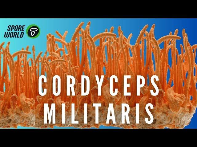 Descubre Cómo Cultivar Cordyceps Militaris en Casa | Guía Paso a Paso