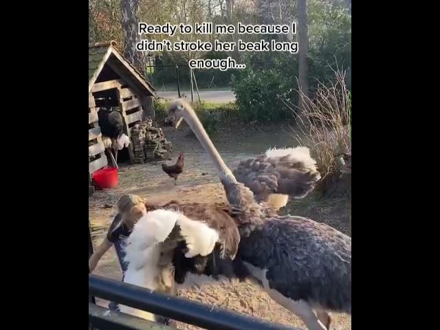 Ostrich tantrum! 