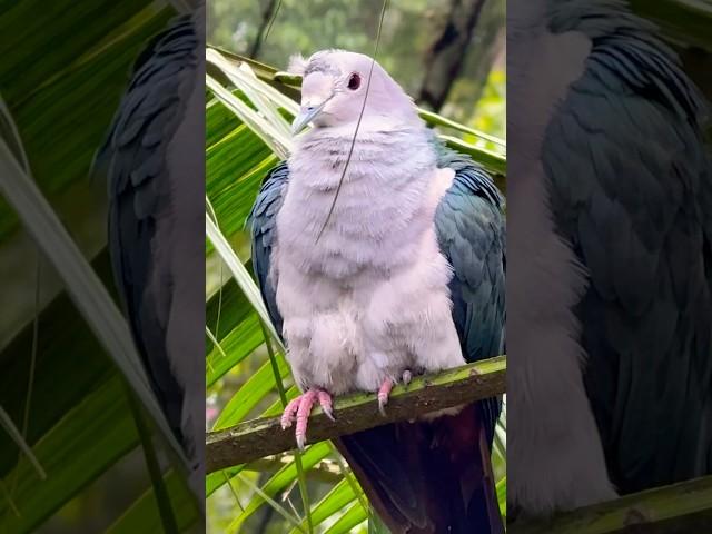 Singapore Zoo #Mandai #Singapore