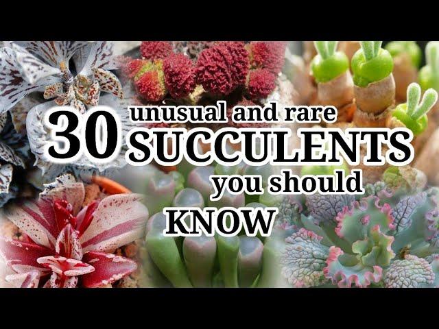 30 Unusual and Rare Succulents || Desert Succulent