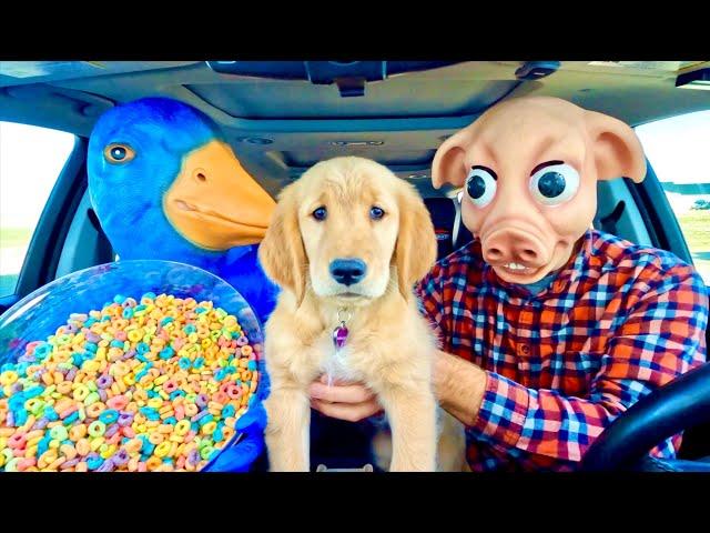 Rubber Ducky Surprises Puppy & Pig With Car Ride Chase!