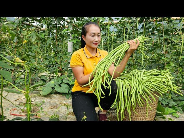 Harvesting long beans garden goes to the market sell - Cooking | Ly Thi Tam