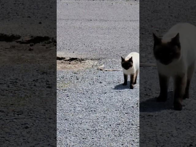 Siamese Cat and Cheshire  Cat