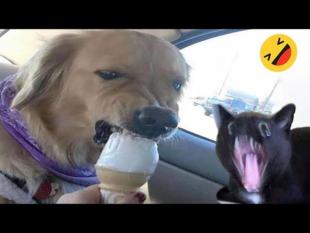 Funny Dogs And Cats Videos 2024  - Best Funniest Animal Videos Of The week #15