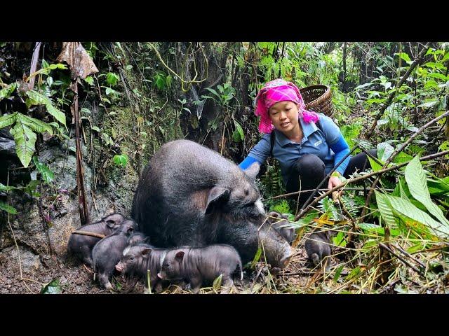 Hello 1 month old piglet - Harvesting sweet potatoes for sale | Lý Thị Phương