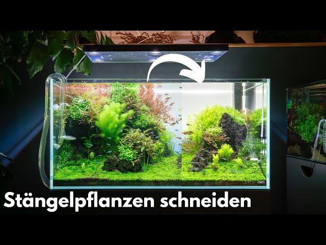 Stängelpflanzen im Aquarium richtig schneiden!