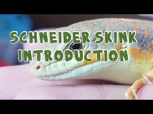 Schneider Skink Introduction