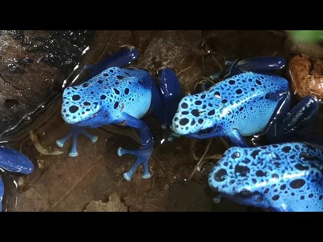 Azureus Dartfrogs male calling