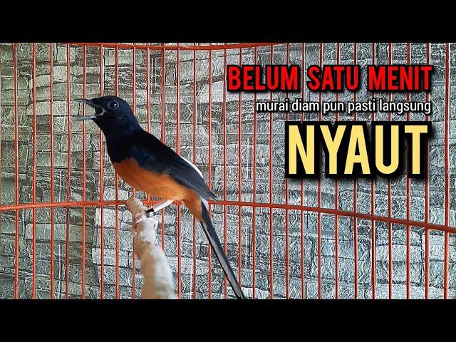 murai batu gacor AMPUH buat PANCINGAN murai batu agar bunyi JADIKAN burung murai gacor EMOSI