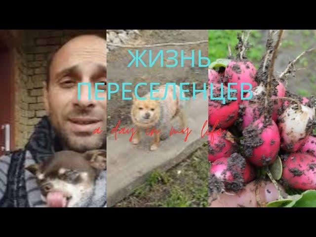 Переселенцы.Жизнь в селе