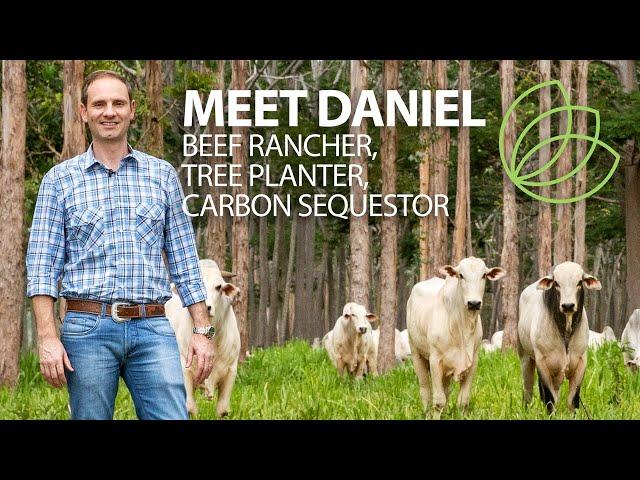 Silvopasture - How raising beef cattle and trees together can help the planet