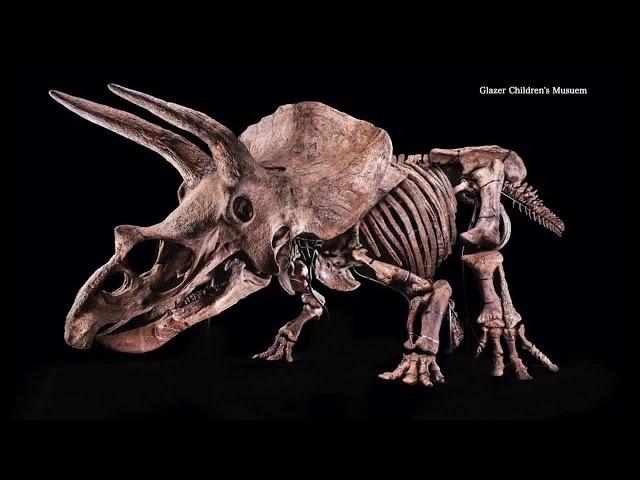 World record triceratops fossil coming to Glazer Children's Museum