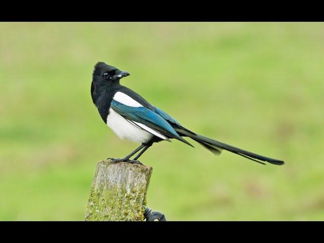 Eurasian magpie